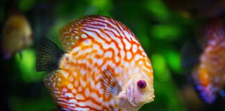 Kiedy można dać rośliny do akwarium?