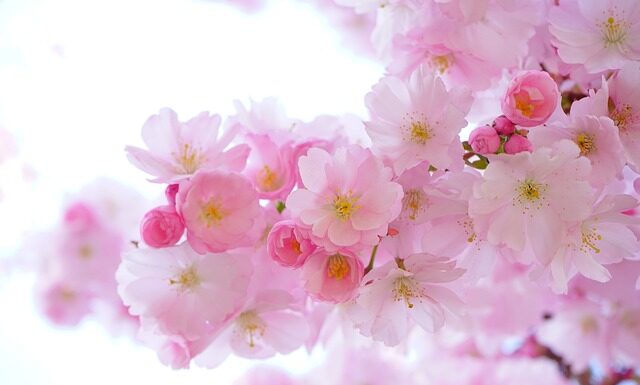 Kto uprawia rośliny? Kto uprawia rośliny?