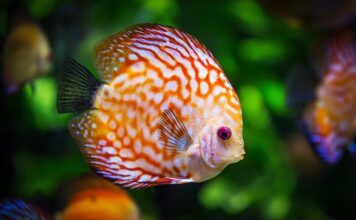 Co hodować w akwarium 25l?