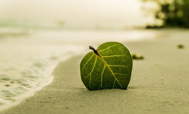Czy liść jest rośliną? Czy liść jest rośliną?